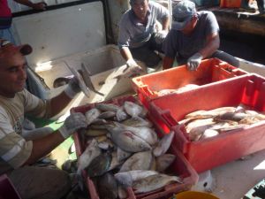 Pronostican un buen año para la pesca en Puerto Padre