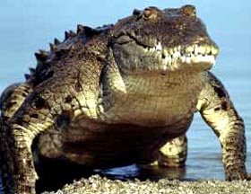 Preservan en Cuba la especie cocodrilo americano