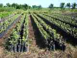 Reforestación con plantas maderables y frutales